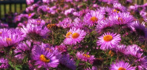 Flowers in the garden in early fall © Mariusz