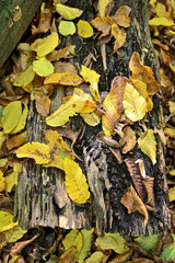 colorful green yellow brown autumn leaves
