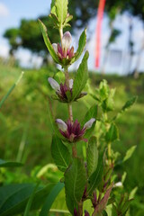 Gentianella amarella (also called autumn gentian, autumn dwarf gentian, autumn felwort) with a natural background