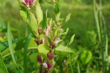 Gentianella amarella (also called autumn gentian, autumn dwarf gentian, autumn felwort) with a natural background