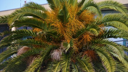 the top of a palm tree
