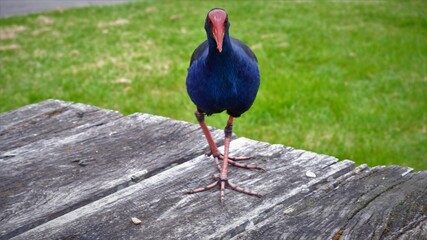 a blue and black bird walking toward the camera