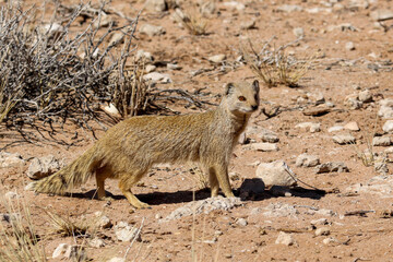 yellow mongoose on the lookout