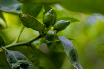 close up of a plant in the garden