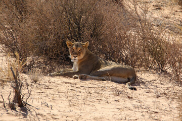 portrait of a lioness