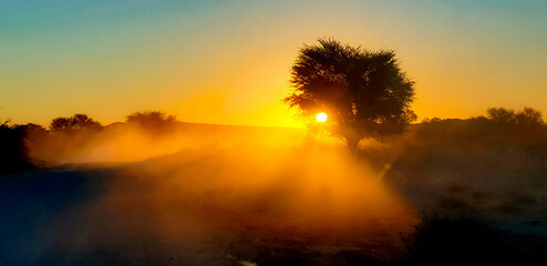 dusty sunset in the kalahari with tree silhouette - obrazy, fototapety, plakaty