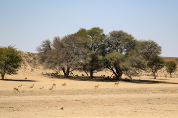 springbok of the kalahari