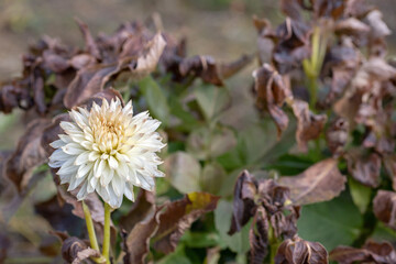 Faded white dahlia blossom. Dahlia field after water shortage..