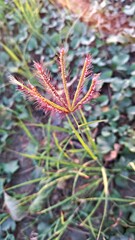 red and green leaves