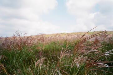 grass
