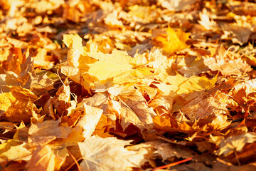 A pile of fallen yellow maple leaves on the ground. Golden autumn season. Background. Space for text.
