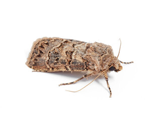 Great Dart in a white background. Agrotis bigramma.    
