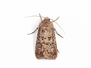 Great Dart in a white background. Agrotis bigramma.    