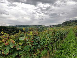 Fototapeta premium Weinberge in der Nähe der Mosel bei Fellerich im Herbst auf dem Premiumwanderweg Moselsteig Seitensprung Wasserliescher Panoramasteig.