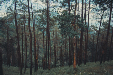 Pine trees in rainy season and fog in Thailand.