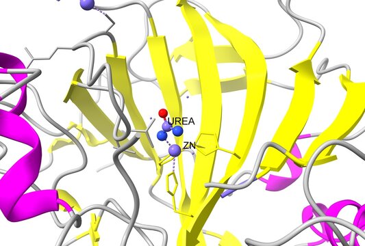 Active center of human carbonic anhydrase II with zinc ion and bound urea. 3D cartoon model, secondary structure color scheme, PDB 1bv3, white background