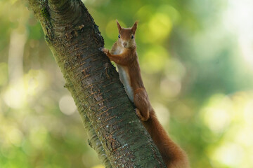 Eichhörnchen