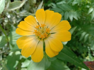 yellow flower of calendula