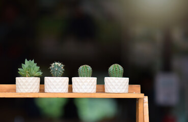 cactus put on wooden table with fresh green nature blurred background