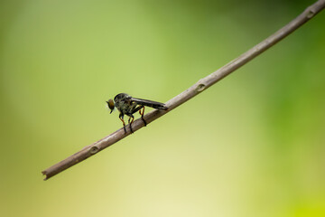 House fly, Fly, House fly on leaf
