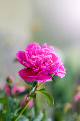Beautiful pink peony flower blooming