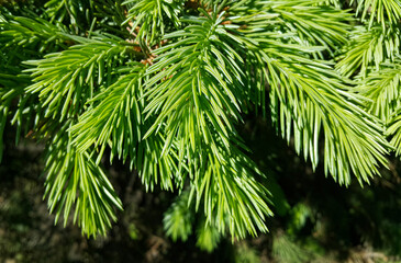 Beautiful fresh branch of evergreen coniferous tree in sunlight