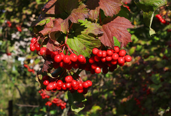 Branch of guelder rose or viburnum with ripe bright red berries