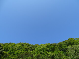 Obraz premium 秋晴れの森