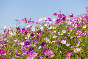 Obraz na płótnie Canvas 丘に咲くピンクのコスモスと青空