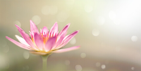 Obraz na płótnie Canvas Closeup of pink lotus flower bokeh background blur with light