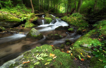 autumn forest and wild stream