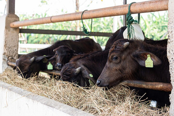 Many black dairy cows, Eating grass on a dairy farm. Animal husbandry industry. Raising cows for milking for sale.
