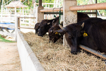 Many black dairy cows, Eating grass on a dairy farm. Animal husbandry industry. Raising cows for milking for sale.