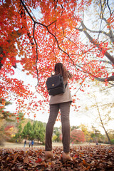 화려한 가을 단풍 