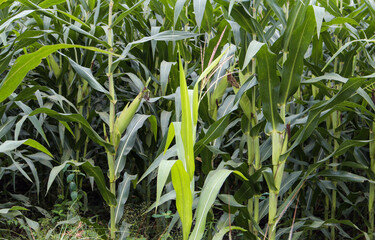 beautiful corn field in the morning with the morning sun