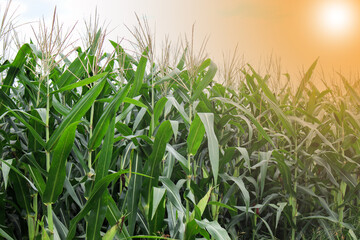 beautiful corn field in the morning with the morning sun