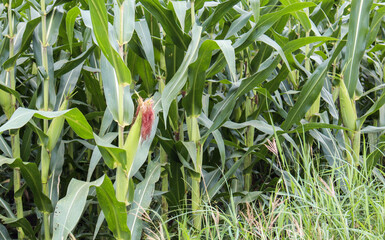 beautiful corn field in the morning with the morning sun