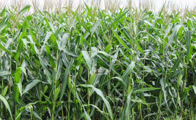 beautiful corn field in the morning with the morning sun