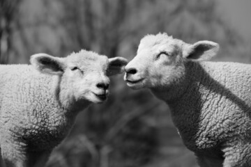 lamb black and white