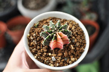 Gymnocalycium Friedrichii (mihanovichii) hybrid LB2178 cactus. Beautiful cacti in greenhouse. Spikey colorful house plants