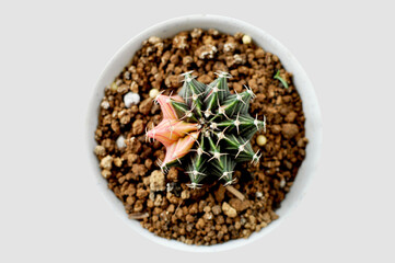 Gymnocalycium Friedrichii (mihanovichii) hybrid LB2178 cactus. Beautiful cacti in greenhouse. Spikey colorful house plants