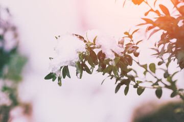 Vintage branch of boxwood covered with snow. Winter nature background