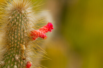 Cactus with red flower with green background, selective focus on the flower.