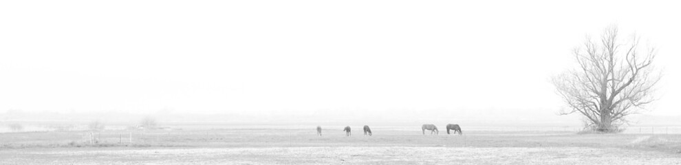 Fototapeta na wymiar black and white rural landscape with horses