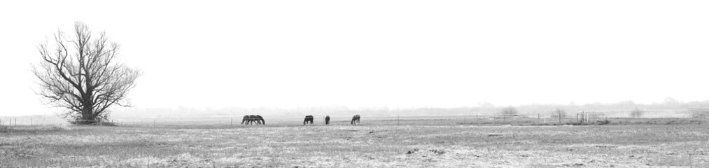 black and white rural landscape with horses