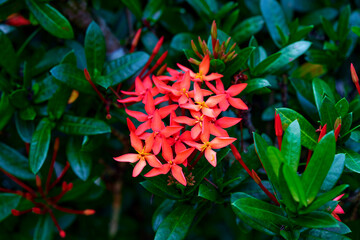 red ixora flower blooming in the garden