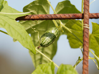 Mexican sour Gherkin cucumber, vine plant with edible fruit shaped like baby watermelons, tiny sweet treats with green and dark green stripes
