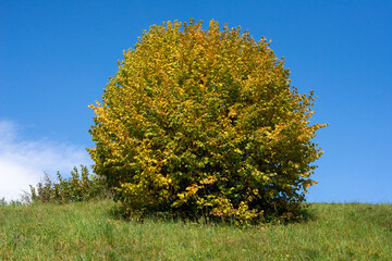 Autumn . Hazel  . Herbst . Haselstrauch