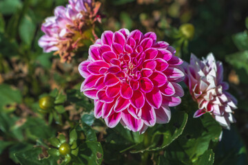 Obraz premium A beautiful pink flower of a blooming dahlia (Latin dahlia) on a blurry background of green foliage on a sunny day. Nature.