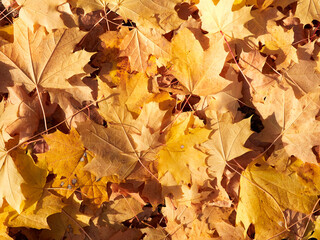 Background and texture of yellow autumn maple leaves